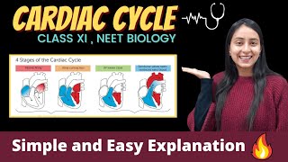 Cardiac Cycle  Body Fluids and Circulation  Class 11  NEET [upl. by Novoj998]