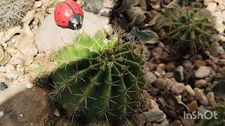 CACTO 🌵 ECHINOPSIS SUBDENUDATA COM FLOR POPULAR 🌵 LUA 🌙 [upl. by Anirtap924]