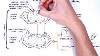 Sensory Tracts  Dorsal Column Medial lemniscus Pathway [upl. by Oigres]