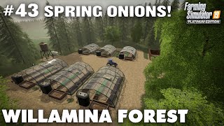 Willamina Forest 43 Building Onion Greenhouses Farming Simulator 19 Timelapse Seasons [upl. by Lenni899]