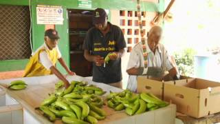 Antioquia de Colores  Producción de plátano y banano en Urabá  Programa 19 [upl. by Ailema]