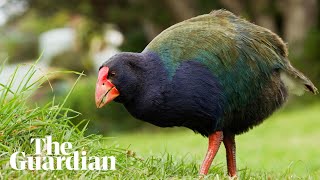 Takahē bird continues its journey of recovery with release into New Zealand tribal lands [upl. by Refinaj]