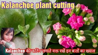 Kalanchoe Cuttings  Kalanchoe plants propagation  kalanchoe Propagation [upl. by Ybsorc909]