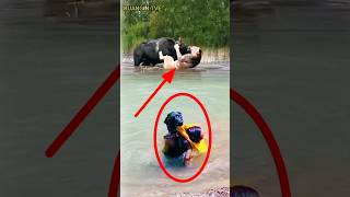 Anjing Pintar Menyelamatkan Manusiahewan animals shortvideos shorts [upl. by Nugesulo]