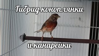 Гибрид коноплянки и канарейки пение Hybrid linnet singing [upl. by Ardnohsed878]