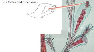 General Characteristics of Coelenterates [upl. by Cheria]