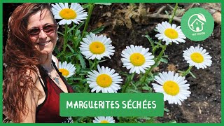 Marguerites séchées [upl. by Ati]