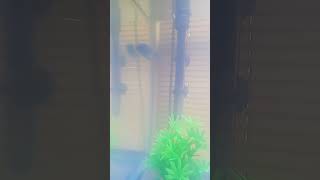 New mbuna cichlid in 20 gallon quarantine tank aquarium [upl. by Ailemrac21]