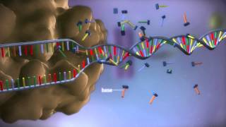 The effect of pH on the Invertase enzyme [upl. by Arretahs259]