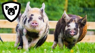 Fastest Pigs On The Planet [upl. by Eeliah]