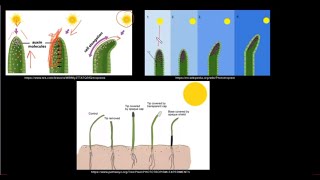 Phototropism amp Gravitropism  Plant responses  IGCSE GCSE  Mr Science 8K [upl. by Herson]