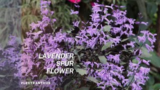 Plectranthus  Lavender Spur Flower Tips on plant care and Propagation of this easy to grow plant [upl. by Fish]