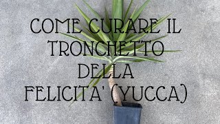 Come curare il tronchetto della felicità Pianta Yucca [upl. by Rella]