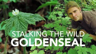 Stalking The Wild Goldenseal [upl. by Aicekal604]