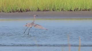 Reddish Egret [upl. by Anerbas]