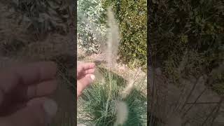 Cenchrus setaceous Fountain grass [upl. by Enidan]