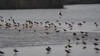 northern lapwings [upl. by Ayotna]