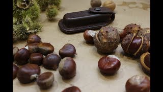 Know Your Chestnuts Horse or Sweet Poisonous or edible [upl. by Kabab]