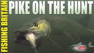 Pike on Dead Bait  Fishing Britain episode 18 [upl. by Nnagrom]