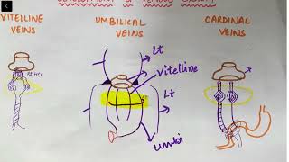 Embryology of Vitelline veins Portal vein development   Med Bees [upl. by Yauqram]