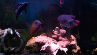 Oddball Cichlid Aquarium [upl. by Trimmer]