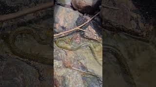 A water snake Erythrolamprus miliaris using its tail and body to scan for fish prey in tide pools [upl. by Engeddi]