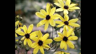 How to StartGrow Tall Coreopsis from Seed Coreopsis Tripteris [upl. by Lemak]