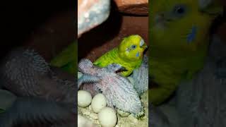 Baby budgies shorts parakeet lovebirds cute [upl. by Einyaj944]