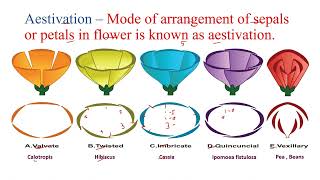 Aestivation and type of aestivation II Morphology of flowering plants [upl. by Elodie]