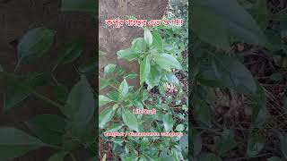 কর্পূর গাছের এত গুণ plants trees কর্পূর camphor Cinnamomum camphora botany lifecraftiqbal [upl. by Einnoj]