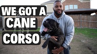 We Got a CANE CORSO [upl. by Nhguahs]