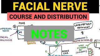 Facial Nerve Anatomy  4  Notes [upl. by Nelyaw122]