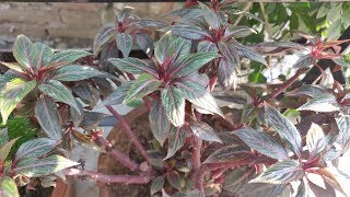 Balsam Plant Care Hindi  How To Grow amp Care Balsam Plant in Pots  Balsam Flower [upl. by Enyr]