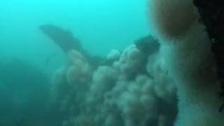 Diving the HMS Witherington wreck South Shields 2004 [upl. by Neitsabes278]