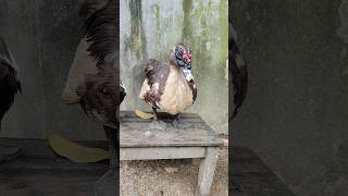 Very Agressive Muscovy Duck in My Farm shortvideo bird duck cute chicken chicks cristmas [upl. by Eniamart895]