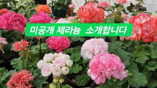 미공개 제라늄을 소개합니다 썬디아나화인벚앙뜨와네뜨썬pelargoniumflower제라늄 [upl. by Ovatsug]