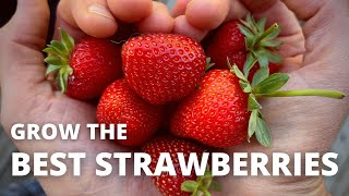 3 INGREDIENTS for the BEST STRAWBERRIES  the Definitive Organic Fertilizing Guide [upl. by Atinal982]