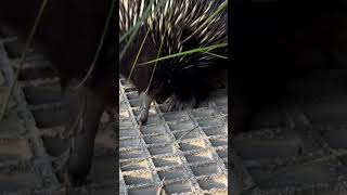 ECHIDNA in AUSTRALIA [upl. by Newell]