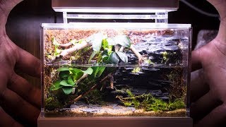 Mini Complete Waterfall Paludarium [upl. by Holtz]