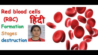 Red blood cells in hindi  formation  haemoglobin  oxygen transport  destruction  stages [upl. by Hotze]