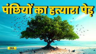 Bird Catcher Tree एक पेड़ जो अपनी डाल पर बैठे पंछियों की करता है हत्या  Pisonia Tree  Killer Tree [upl. by Mcdowell]