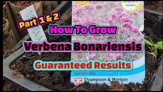 How to grow Verbena Bonariensis guaranteed results wl [upl. by Ellennoj]