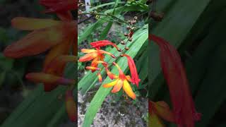 Fiery orange amp yellow Crocosmia flowers Montbretia native to Africa flowers shorts plants plant [upl. by Aribold]