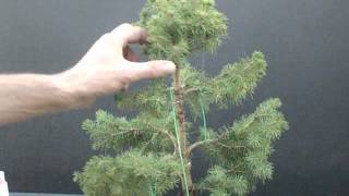 Picea glauca conica poda 2 [upl. by Zendah]