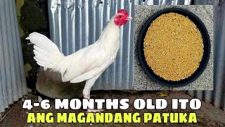 46 MONTHS OLD ITO ANG MAGANDANG PATUKA  BALERIANS GAMEYARD [upl. by Ahsinav975]