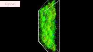 ZEISS LSM 880 with Airyscan Human intestinal stem cells [upl. by Ariec906]