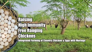 Free Range Integrated Farming for Raising High Immunity Chickens  Pasture Raised Nutritious Eggs [upl. by Brande]