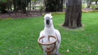 Cockatoo waiting for drinking fountain [upl. by Leehar]