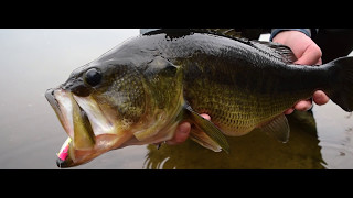 Cape Cod Bass The overlooked largemouth bass fishery in Southeast Massachusetts  OTW Shorts [upl. by Sparke]