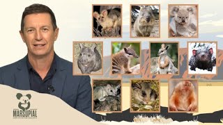 Marsupial Of The Year Top Ten Revealed [upl. by Ashjian]